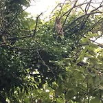 Baglyos Vendeghaz Ferienhaus *